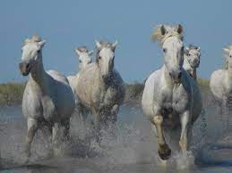 Awesome Tips About Camargue From Unlikely Sources post thumbnail image