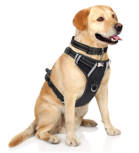 Create a Unique Look with a Personalized Dog Harness post thumbnail image